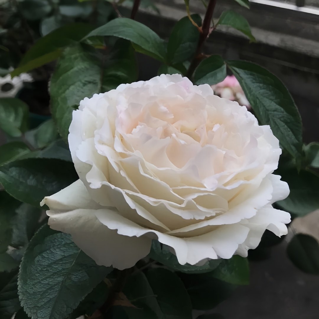 Yves Cullum Rose Plant｜伊芙卡勒姆 image 6