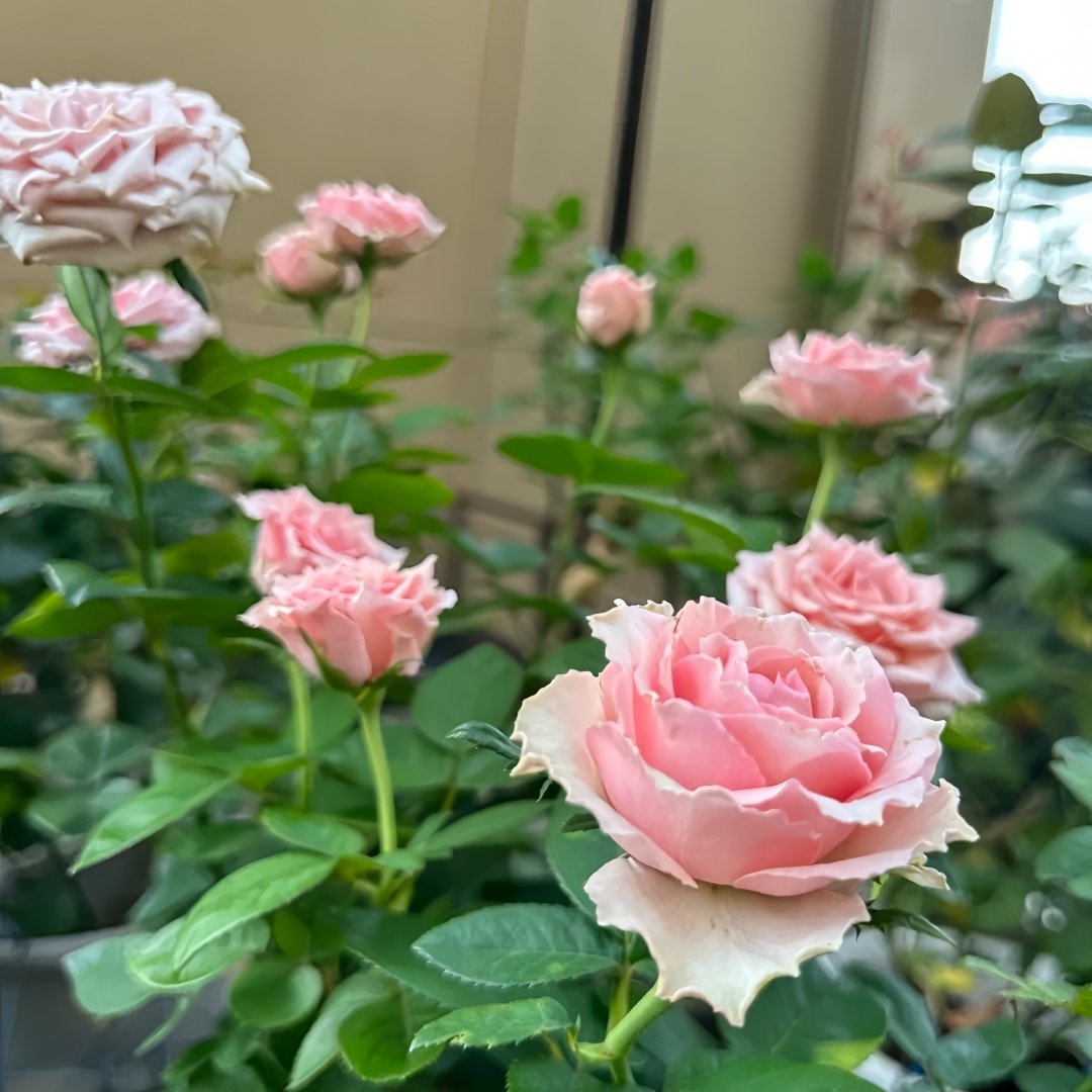 Kanata Rose Plant｜彼岸 image 8