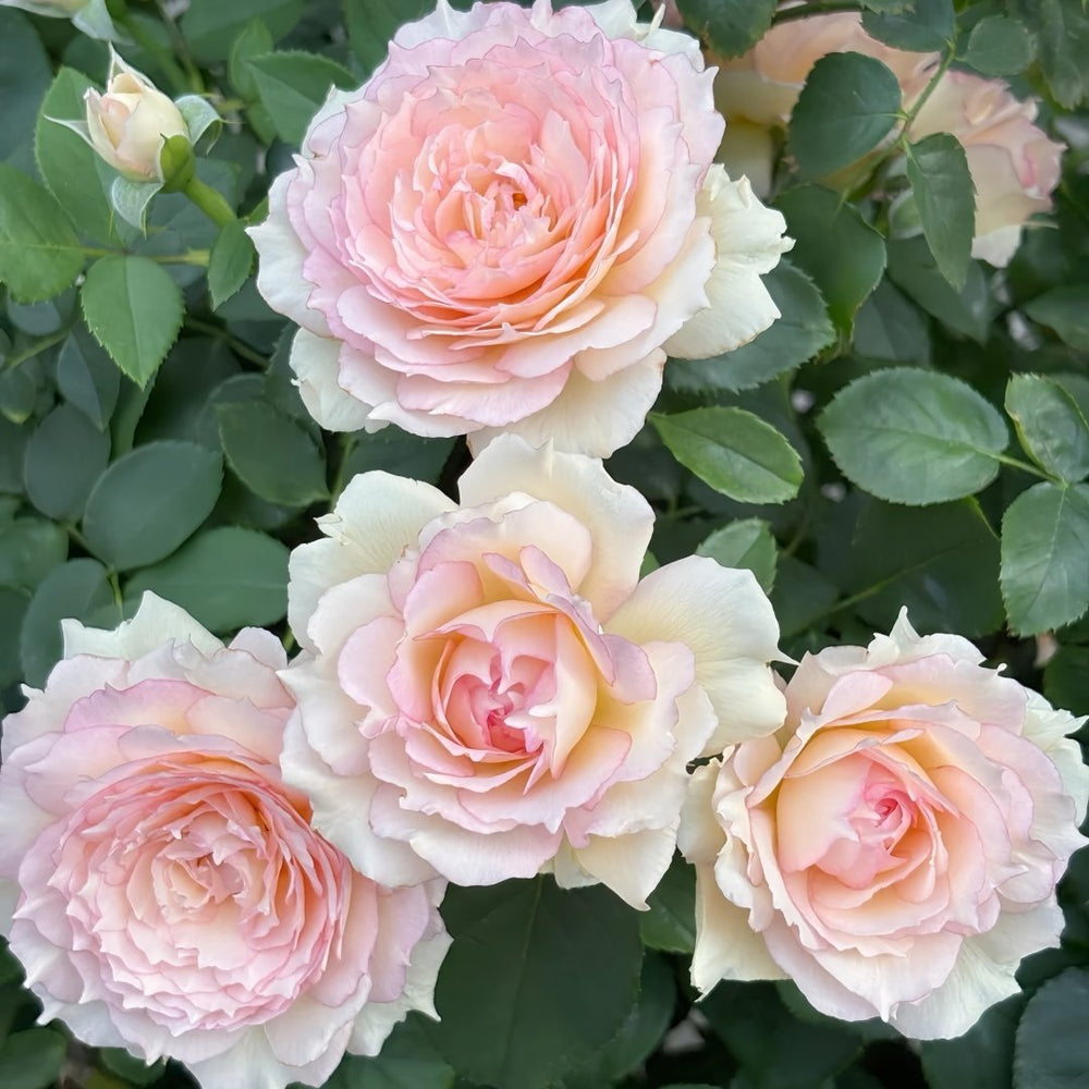 Jade Bowl Lace Rose Plant|玉碗纱 image 5