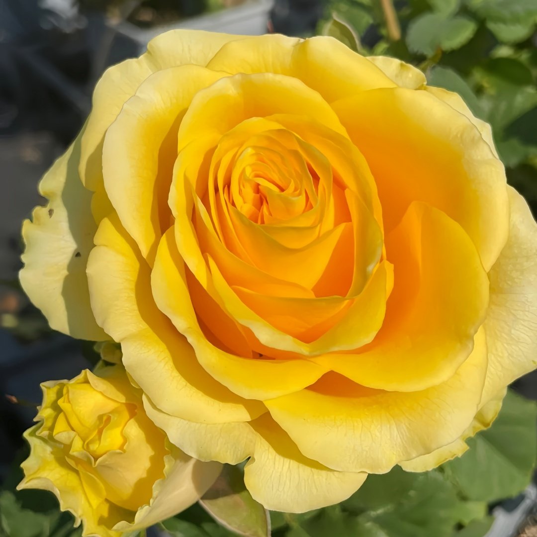 Shell Rose Plant｜贝壳 image 8