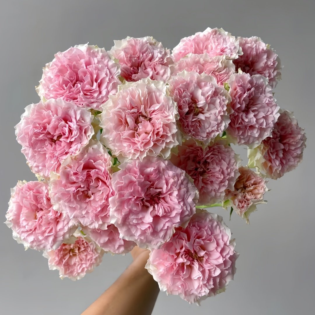 Fancy Rora Rose Plant｜情迷罗拉 image 6