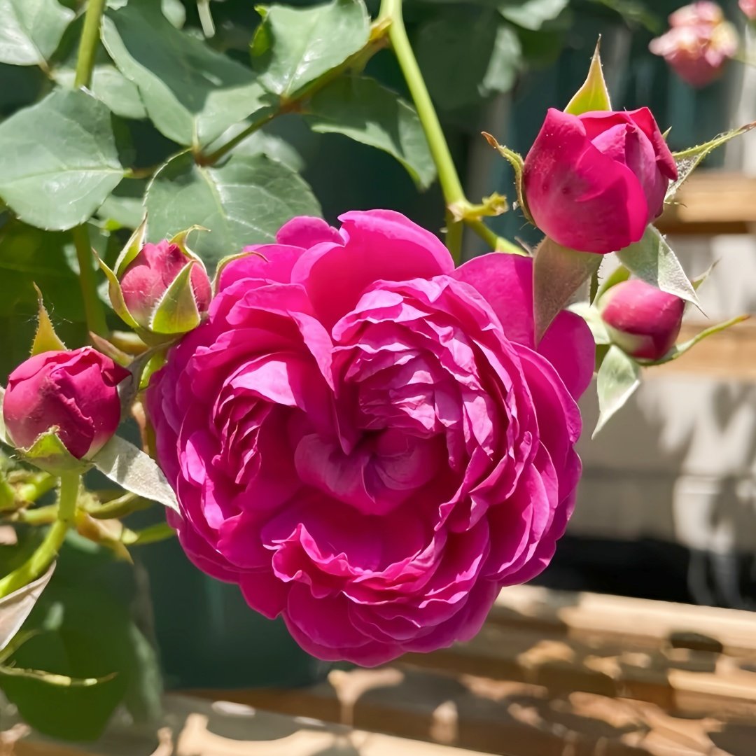 Cartonnage Rose Plant|法式布盒 image 3