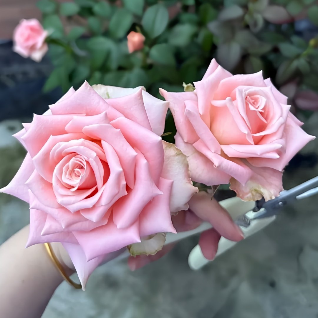 Almond Milk Candy Rose Plant|杏仁奶糖 image 6