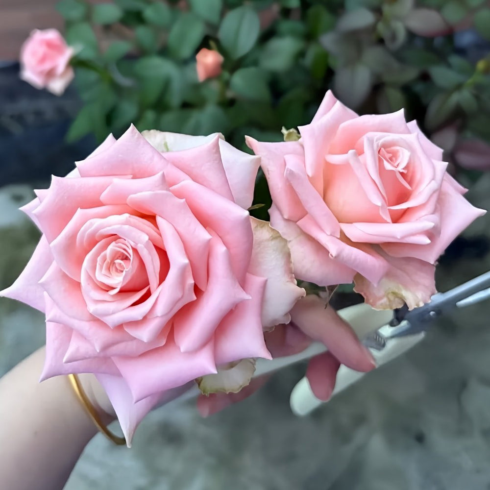 Almond Milk Candy Rose Plant|杏仁奶糖 image 6