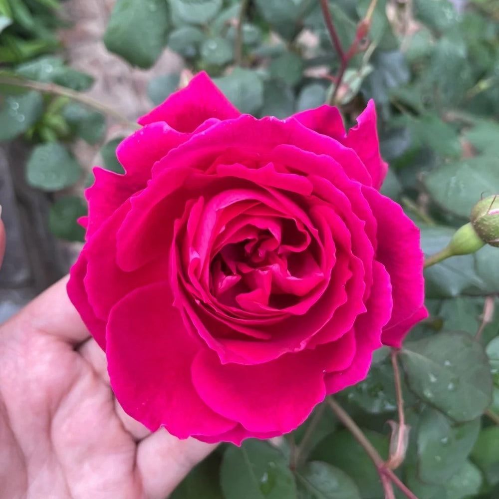 Soft Fragrant Red Rose Plant|软香红 image 3
