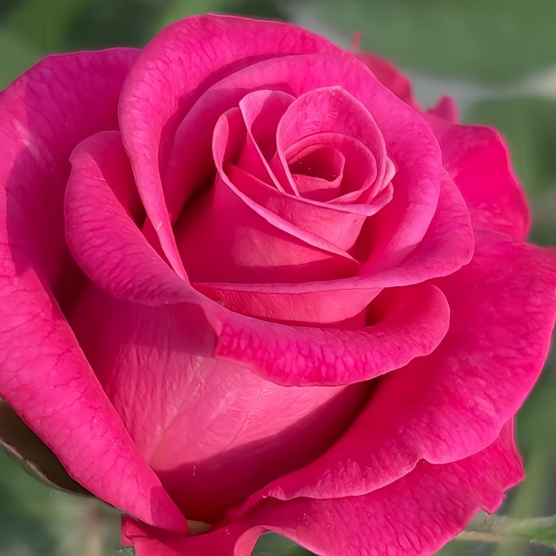 Hot Explorer Rose Plant|热情探险家 image 2