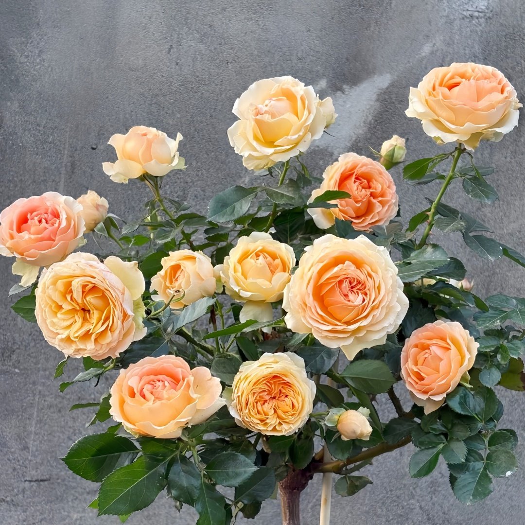 Abricot Terrazza Rose Plant｜杏色露台 image 9