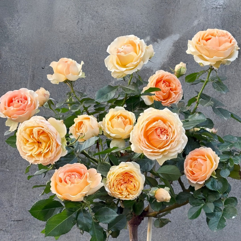 Abricot Terrazza Rose Plant｜杏色露台 image 9