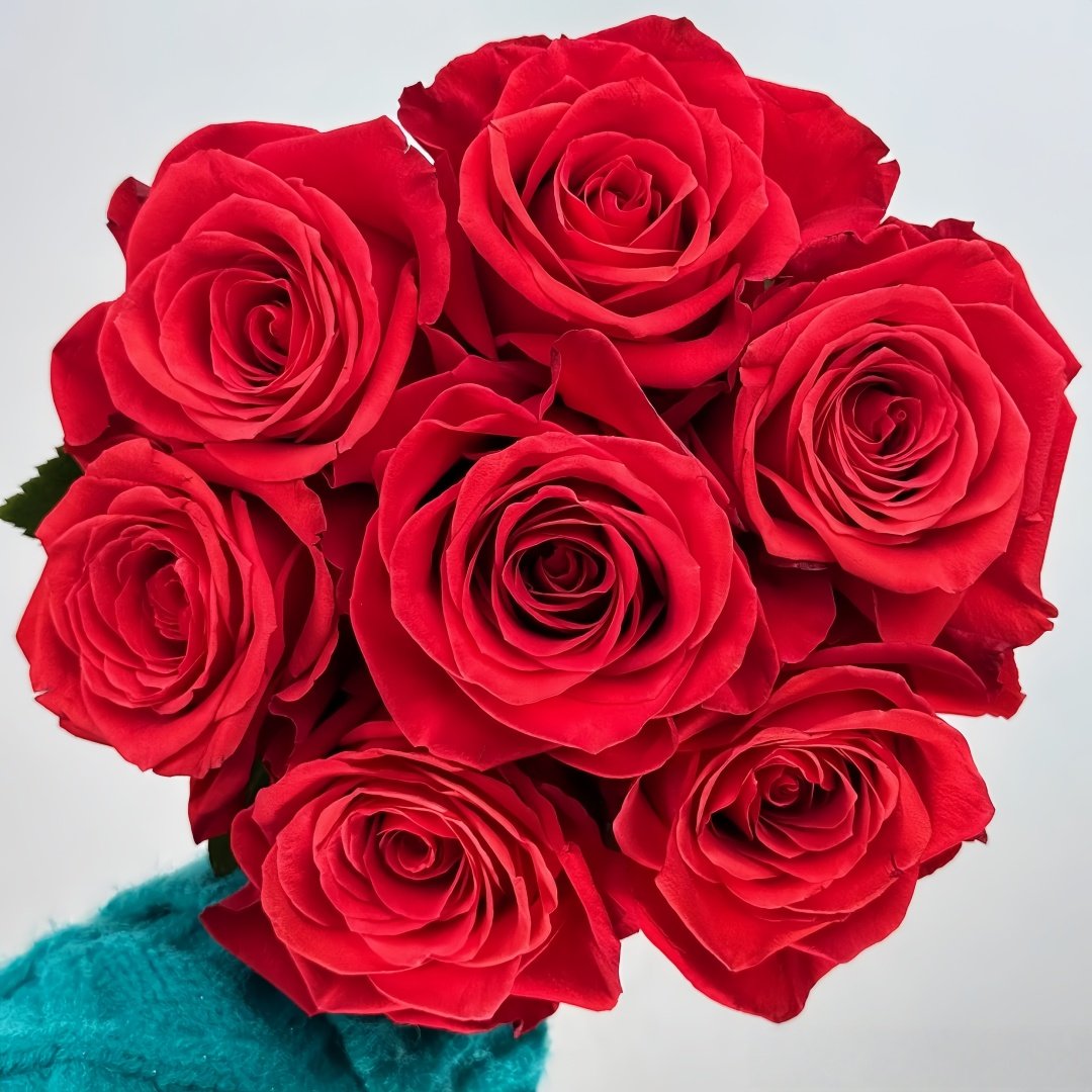 New Face Rose Plant|新面孔 image 0