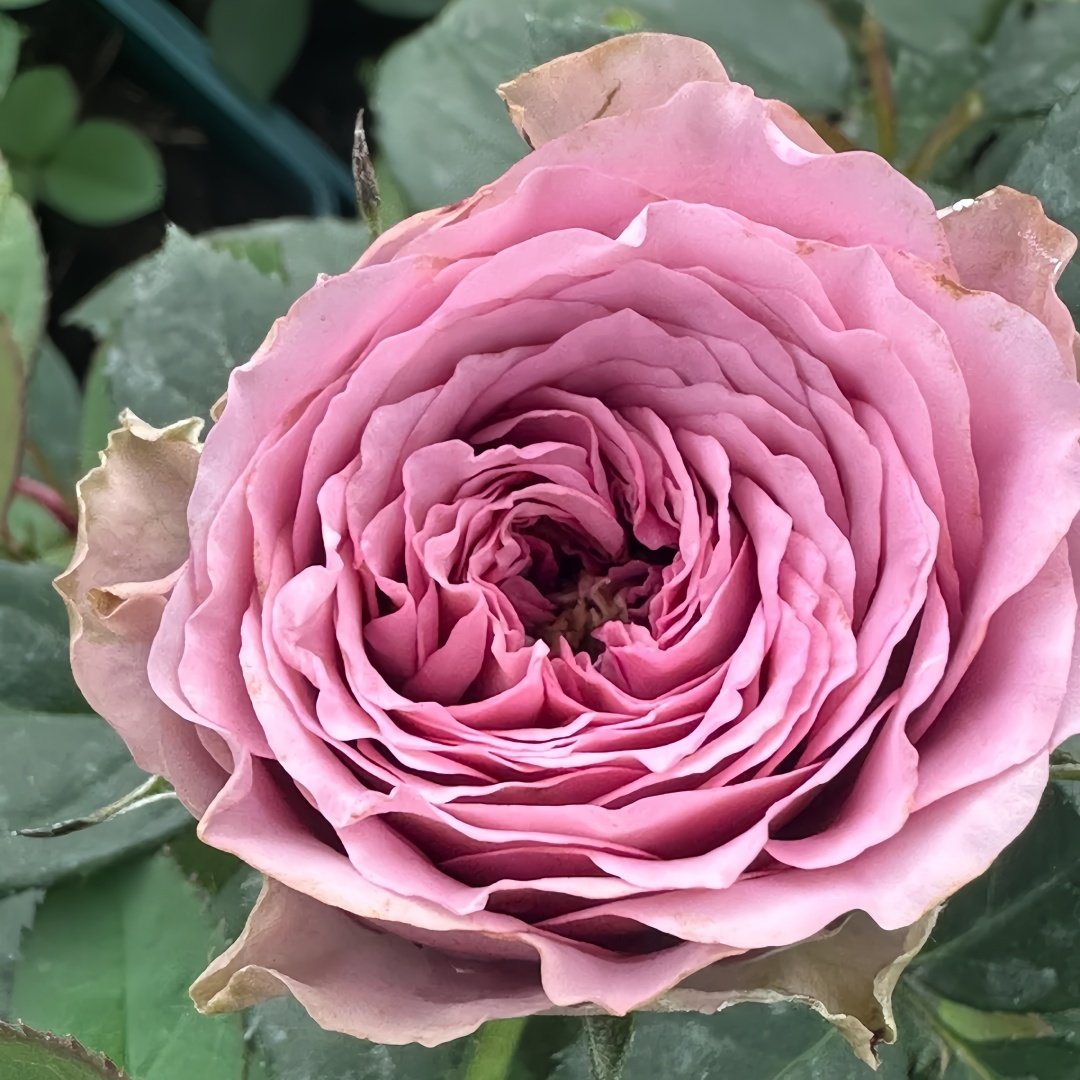 Smokey Eyes Rose Plant|烟熏眼妆 image 2