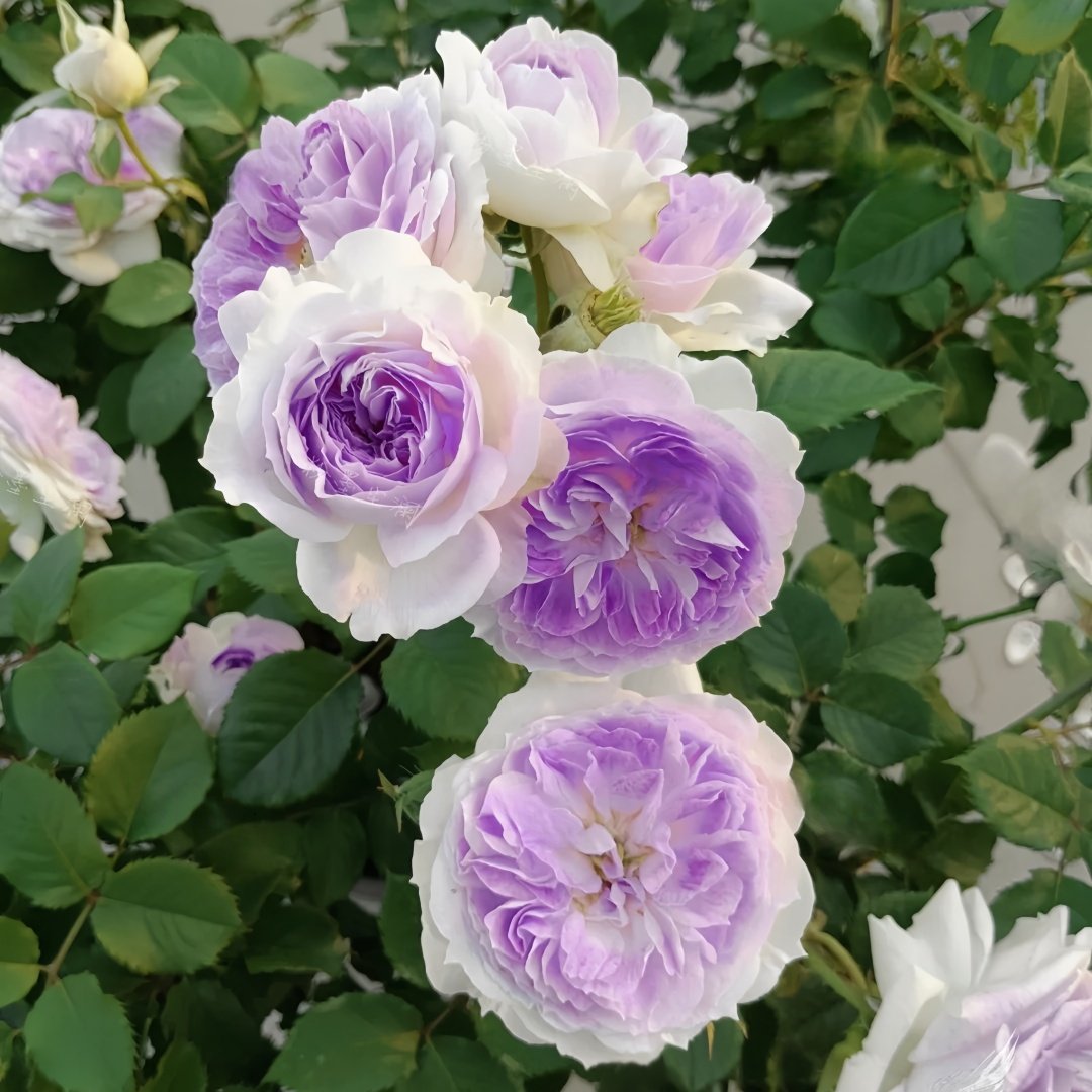 Blue Moon Stone Rose Plant|蓝月石 image 5
