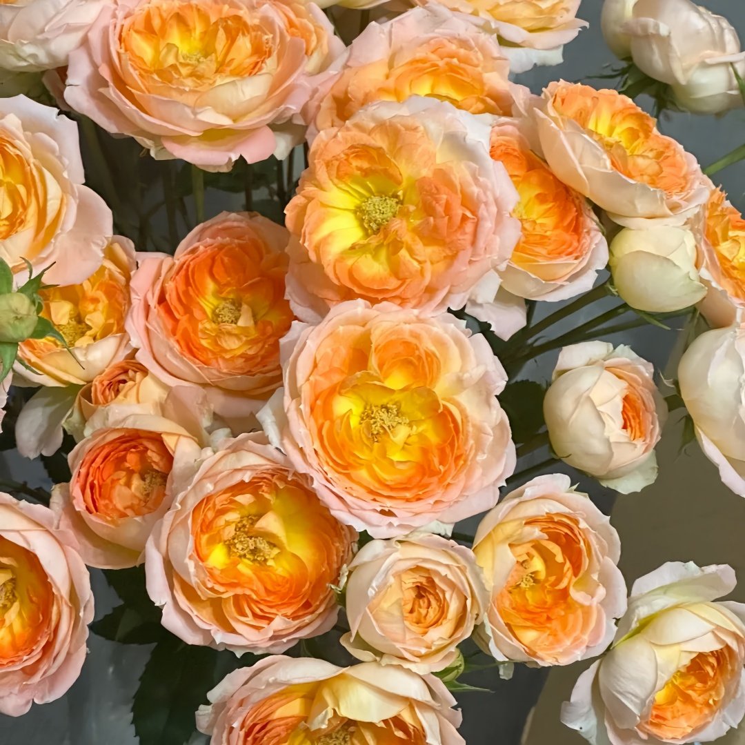 Princess Aiko Rose Plant|爱子公主 image 5