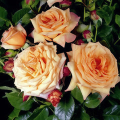 Barock Rose Plant｜巴洛克 image 0