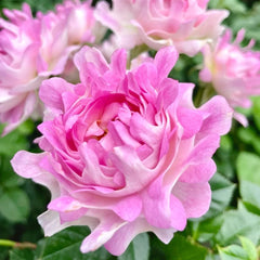 Maria Callas Rose Plant | 苏芬/海葵宝宝 image 2