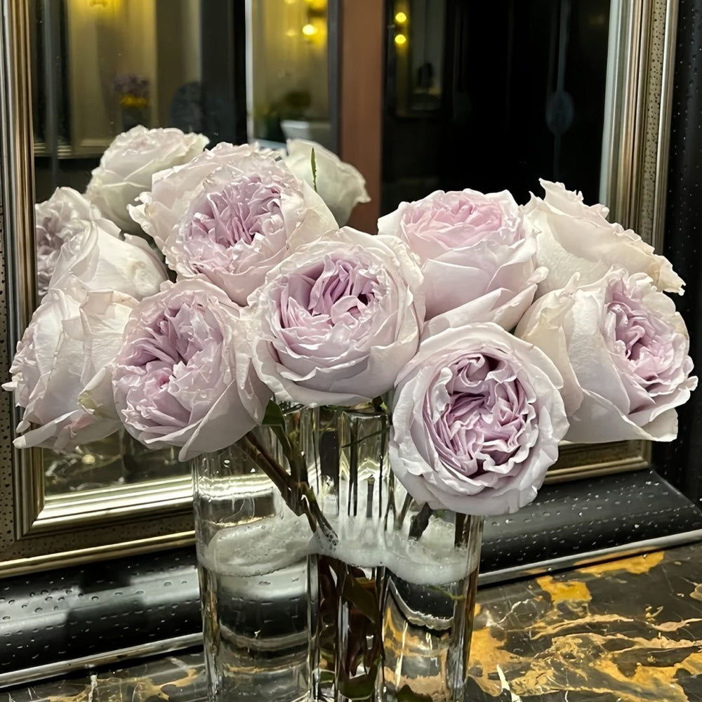 Shades of Grey Rose Plant| 灰色阴影 image 1