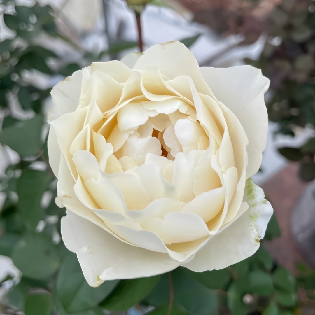 Yves Cullum Rose Plant｜伊芙卡勒姆 image 1