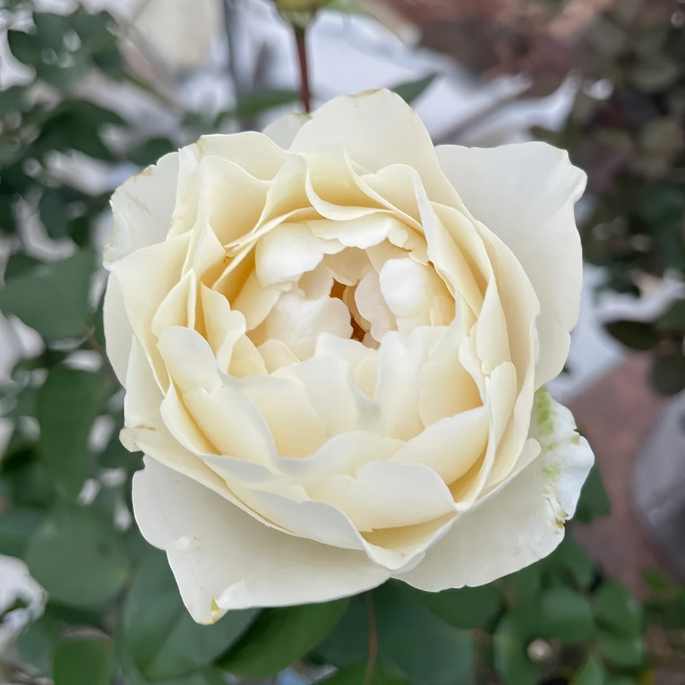 Yves Cullum Rose Plant｜伊芙卡勒姆 image 1