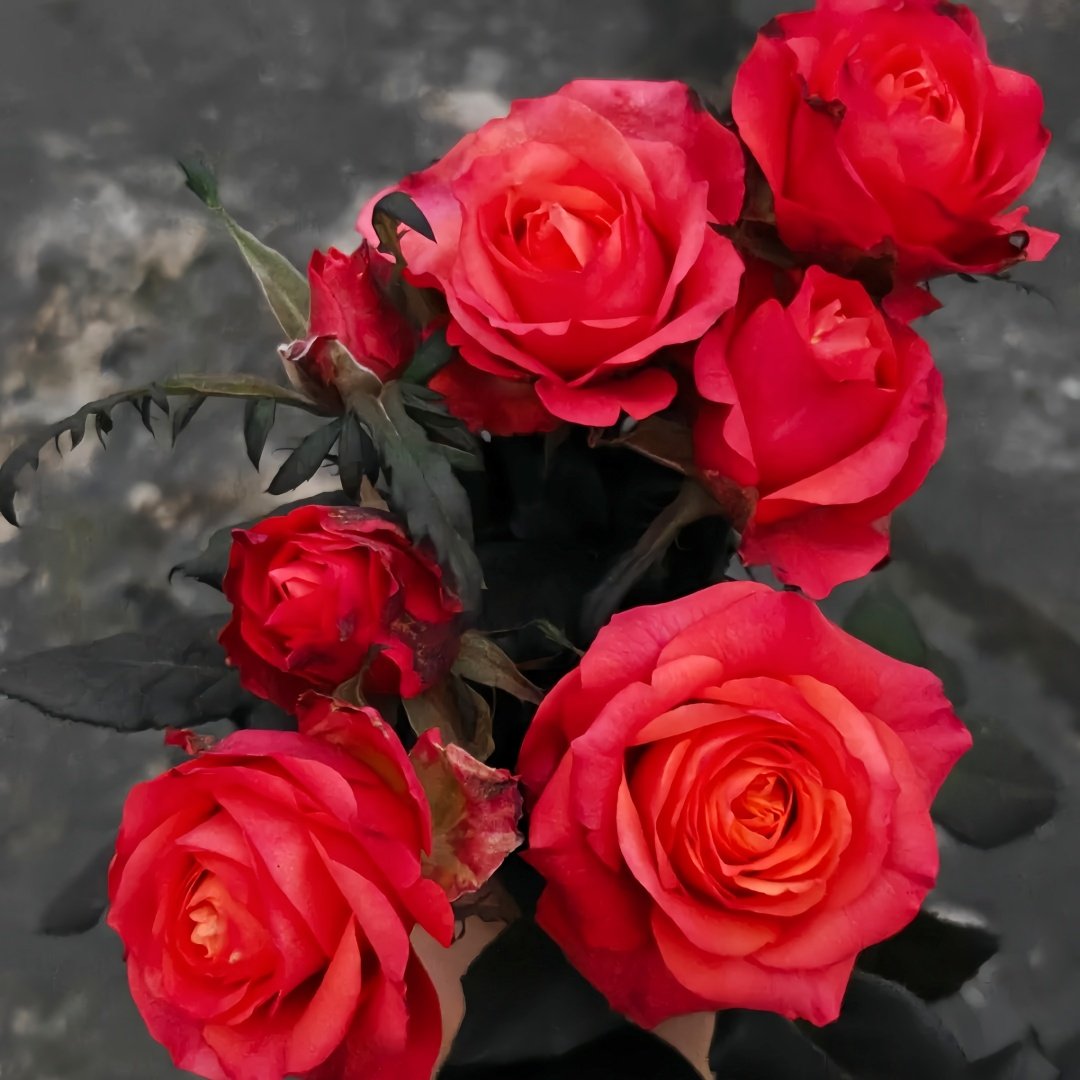 Hard Rock Rose Plant｜摇滚乐 image 7