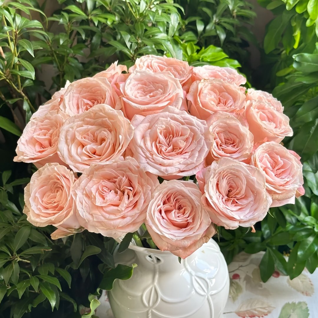 Warm hearted Milk Pastry Rose Plant|暖心奶油酥 image 6