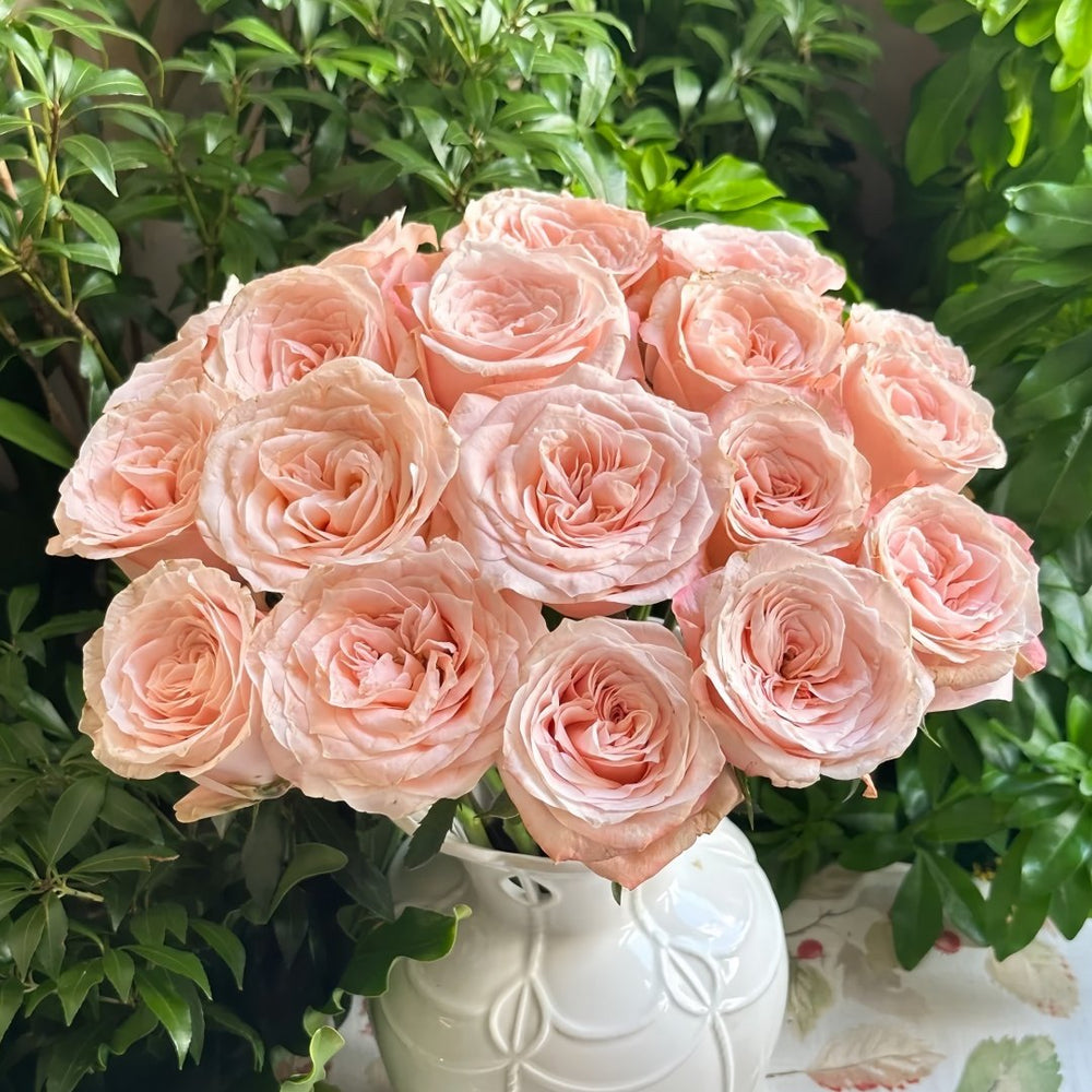 Warm hearted Milk Pastry Rose Plant|暖心奶油酥 image 6