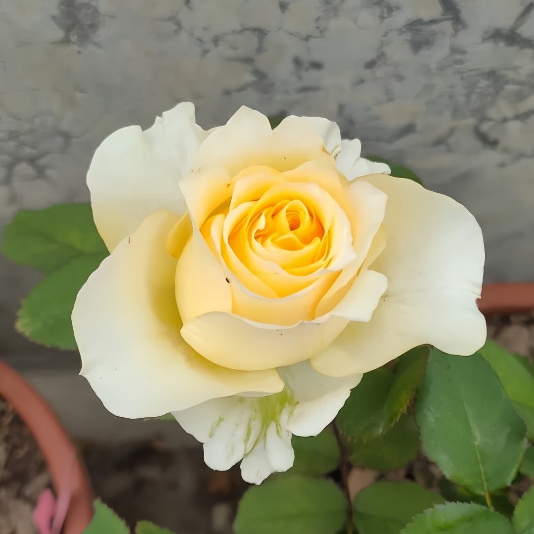 Creamy Reeva Rose Plant｜奶油丽娃 image 3