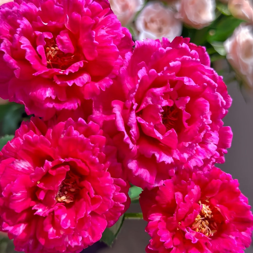 Ligare Rose Plant｜真彩230 image 8