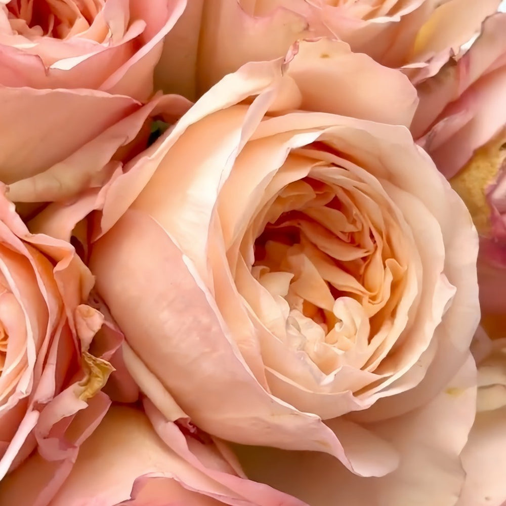 Tie Dye Rose Plant|扎染 image 2