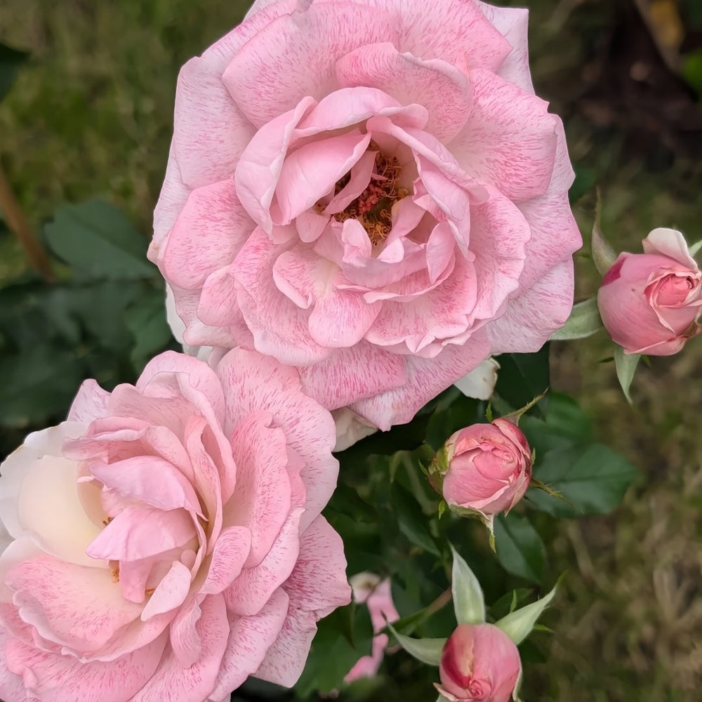 MEIvanae Rose Plant｜里昂优雅 image 9