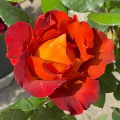 Coffee Break Rose Plant|休憩/咖啡时间 image 2