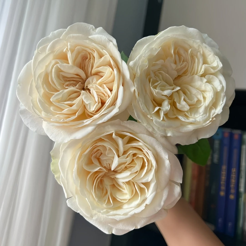 Priscilla Rose Plant|普利希拉 image 1