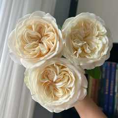 Priscilla Rose Plant|普利希拉 image 1