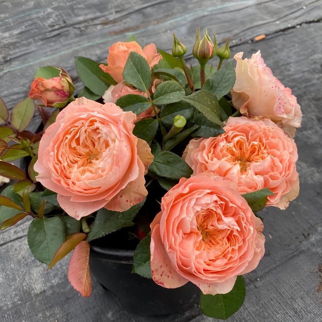 Sweet Harper Rose Plant | 甜蜜哈珀 image 8