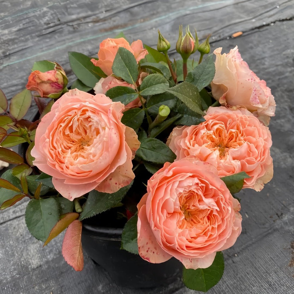 Sweet Harper Rose Plant | 甜蜜哈珀 image 8