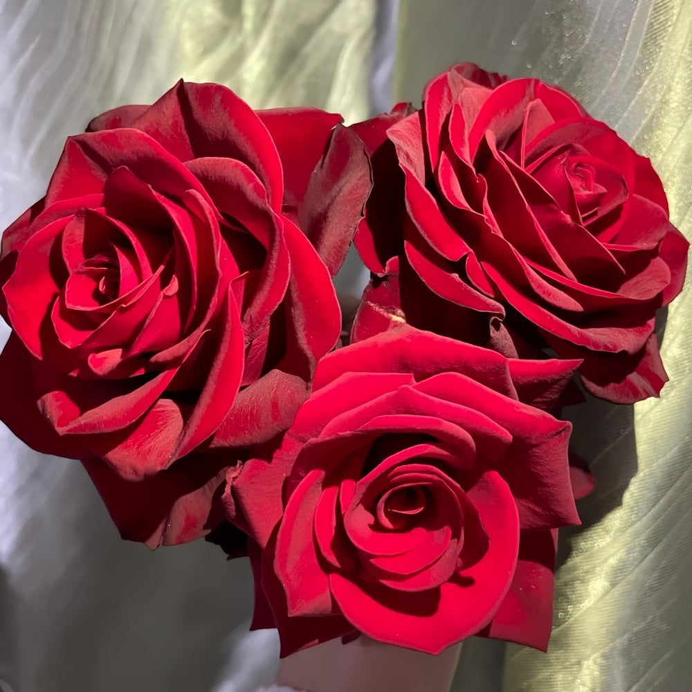 Plateau Red Rose Plant|高原红 image 6