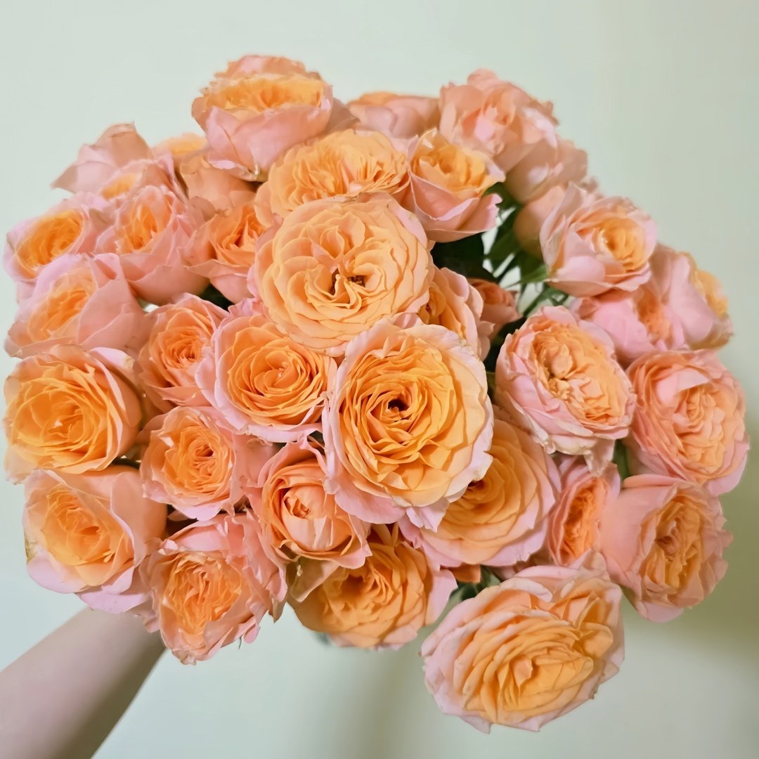 Mickey Bubbles Rose Plant|米奇泡泡 image 9