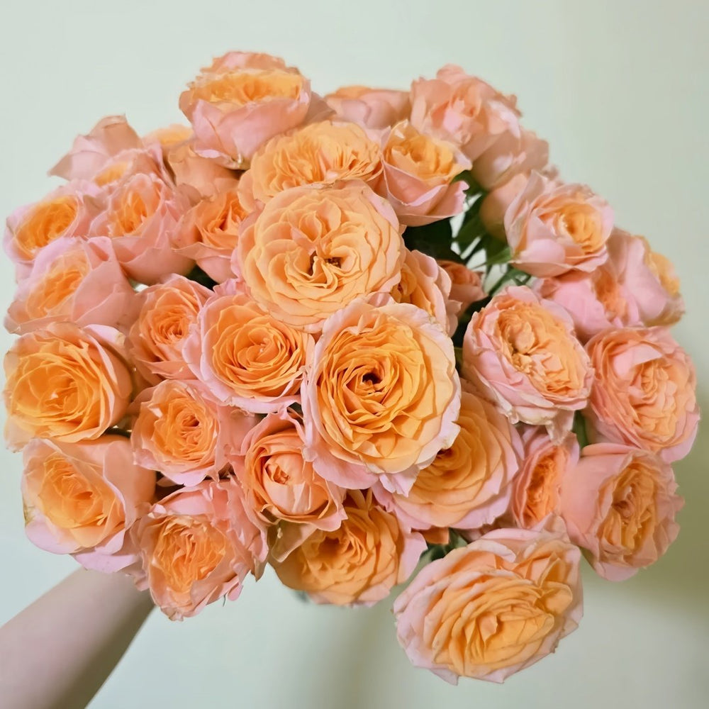 Mickey Bubbles Rose Plant|米奇泡泡 image 9