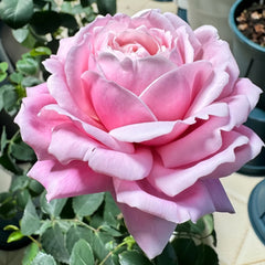 Strawberry Swing Rose Plant|草莓秋千 image 1