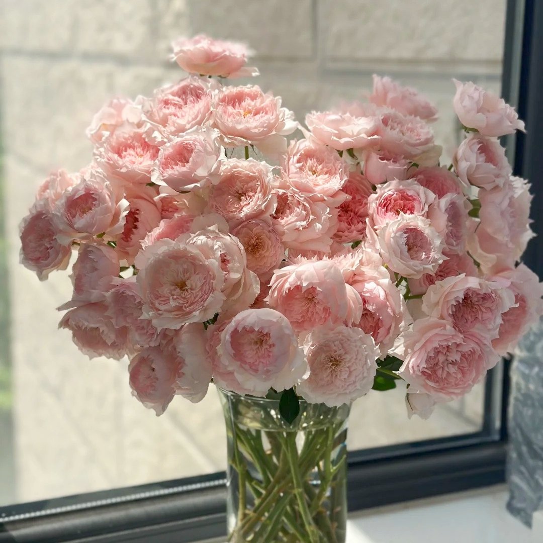 Monique Darve Rose Plant | 莫妮卡戴维 image 5