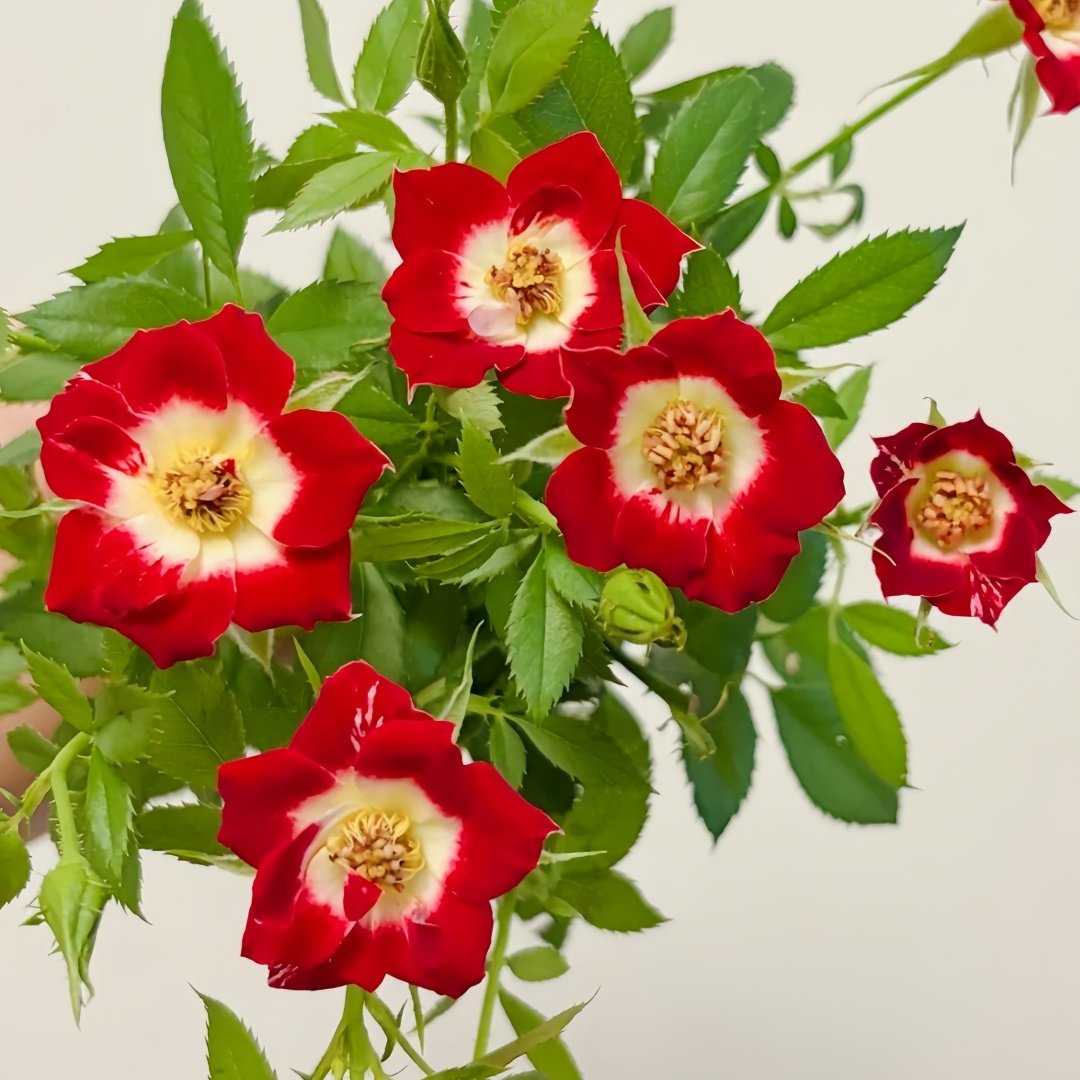 Little Artist Rose Plant|小画家 image 4