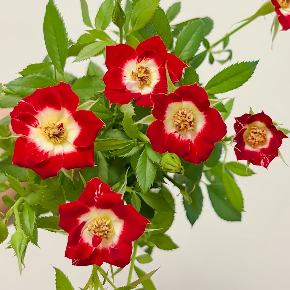 Little Artist Rose Plant|小画家 image 4