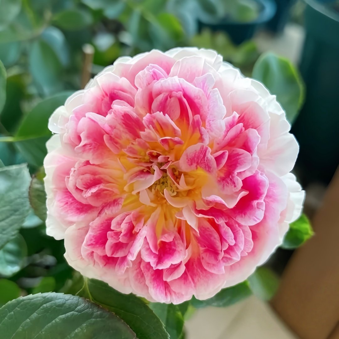 Holiday Island Guernsey Rose Plant｜根西/假日岛芍药 image 0