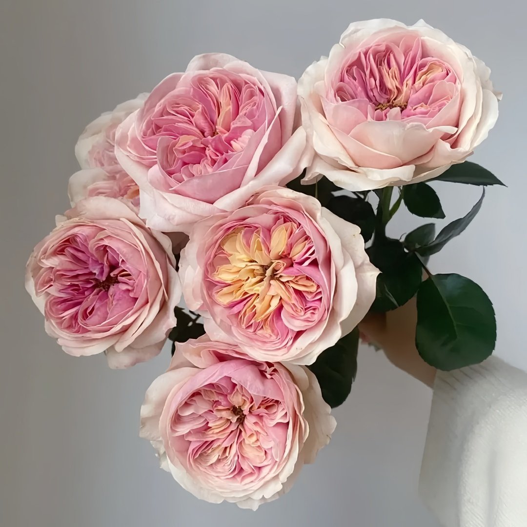 Chunye's Thoughts Rose Plant|春野心事 image 1