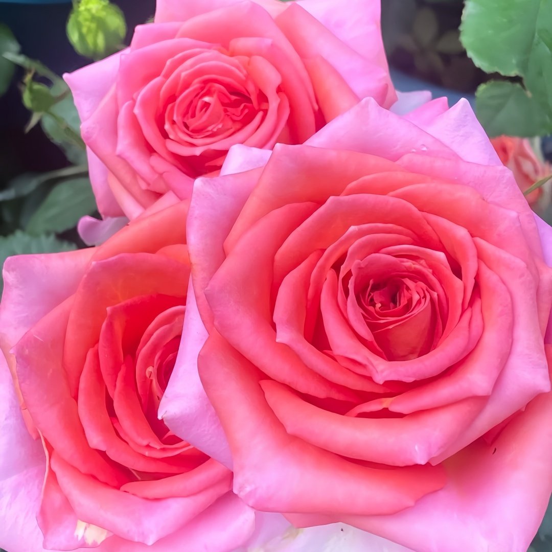 Grande Dame Rose Plant|贵妇人 image 6