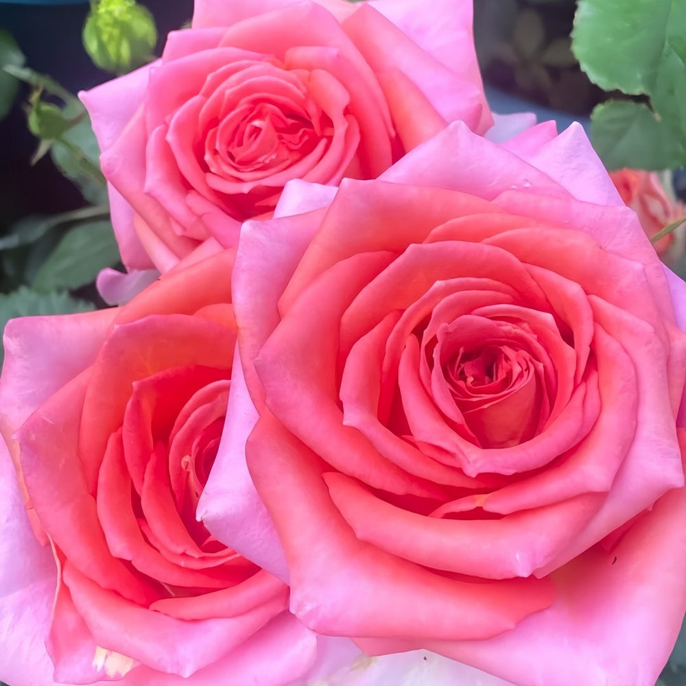 Grande Dame Rose Plant|贵妇人 image 6