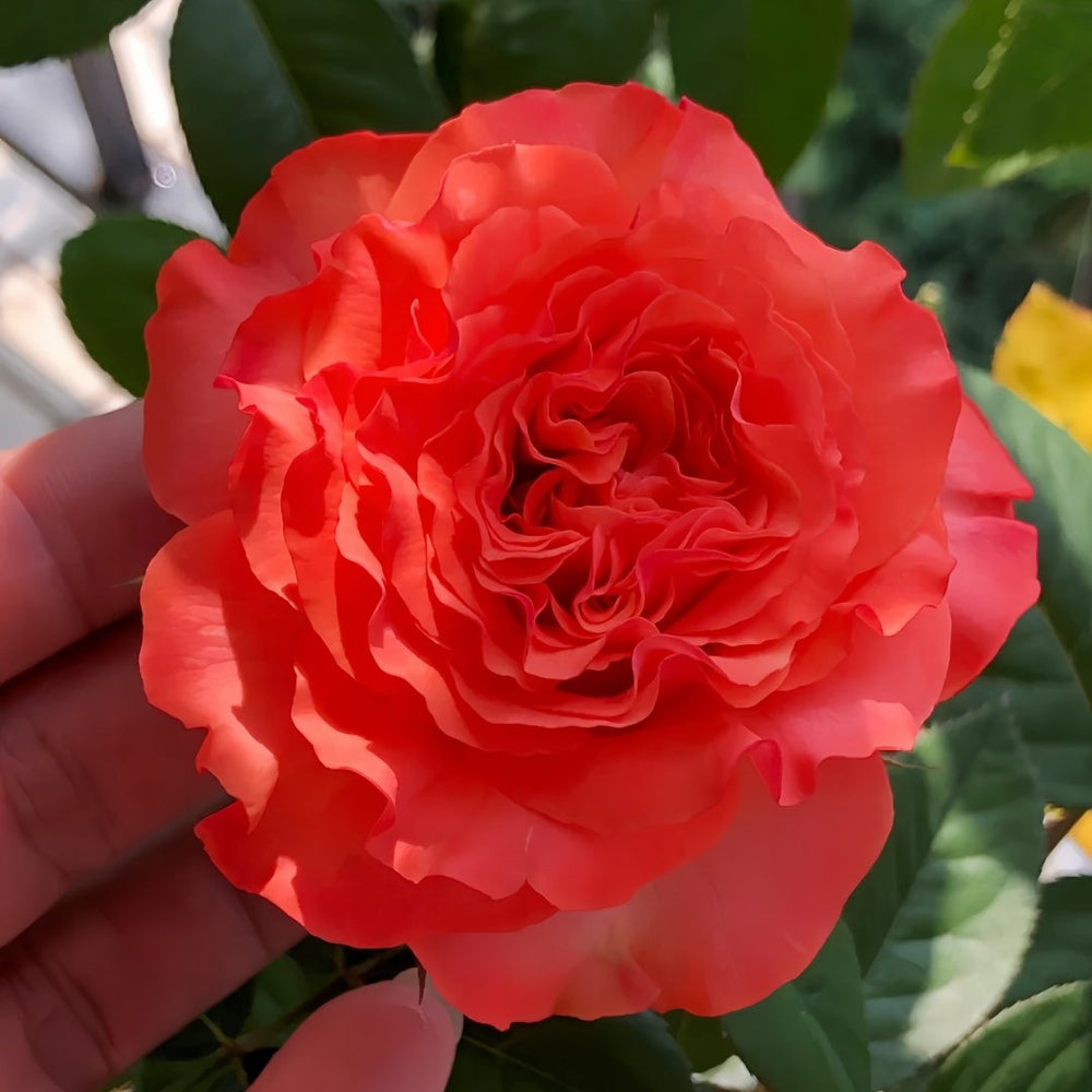 Red Coral Rose Plant｜红珊瑚 image 2