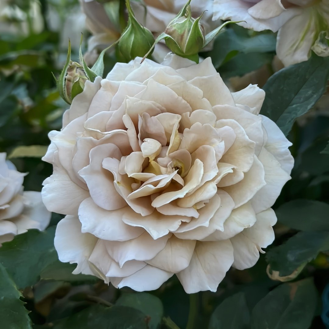 Suo Qingqiu Rose Plant｜锁清秋 image 4