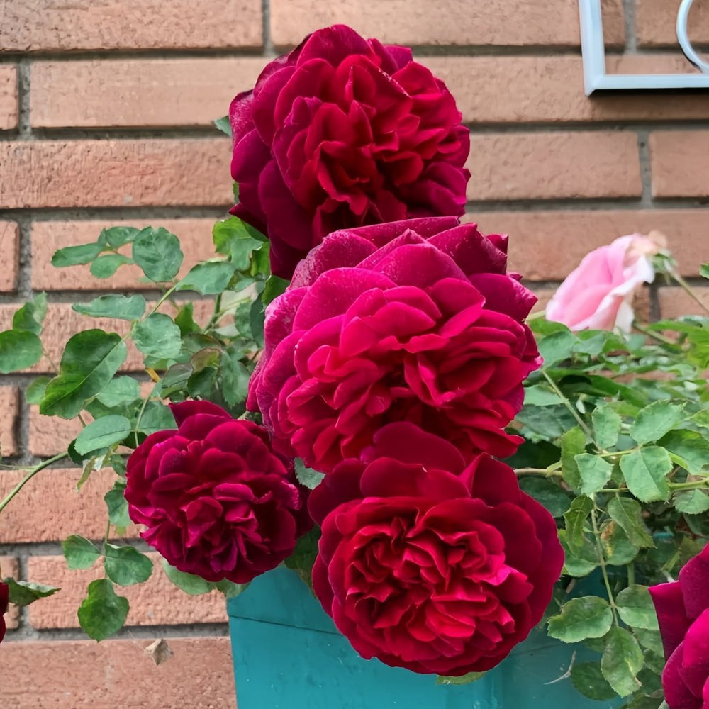 Munstead Wood Rose Plant｜曼斯特德伍德 image 4
