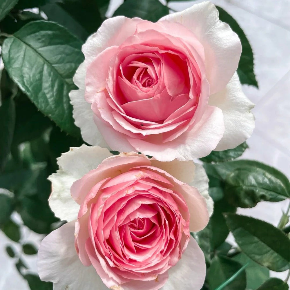 Dark Pink Monalisa Rose Plant | 深粉蒙娜丽莎 image 3