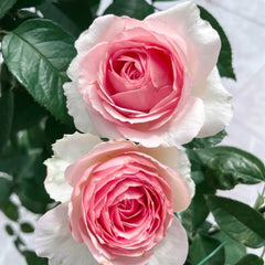 Dark Pink Monalisa Rose Plant | 深粉蒙娜丽莎 image 3