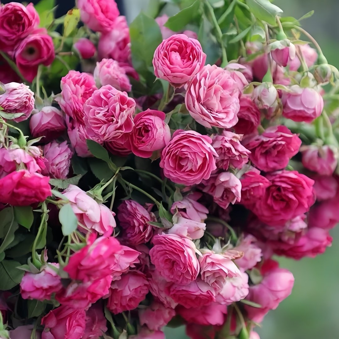 Rouge Rose Plant｜胭脂扣 image 6